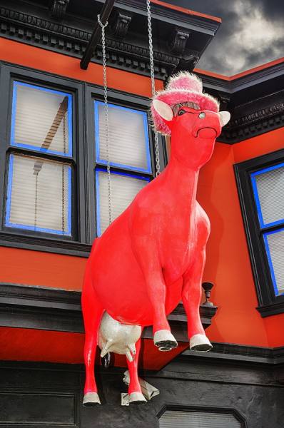 Photograph Mitchell Funk Orange Bull on One Eyeland